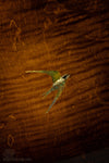 2014 Stelling Swallowtail 5-String Banjo Used