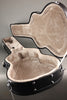 Kremona Fiesta FC Classical Guitar - New